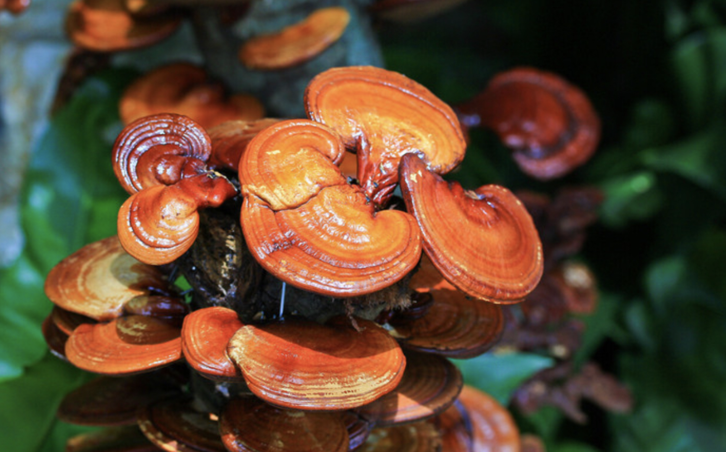 Ganoderma